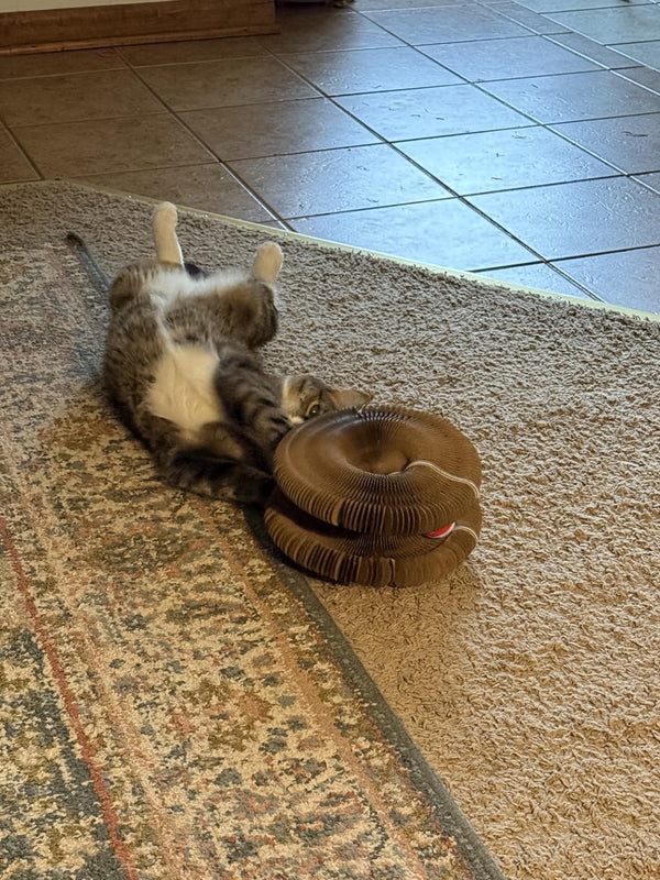 Jucăria Magică pentru Pisici